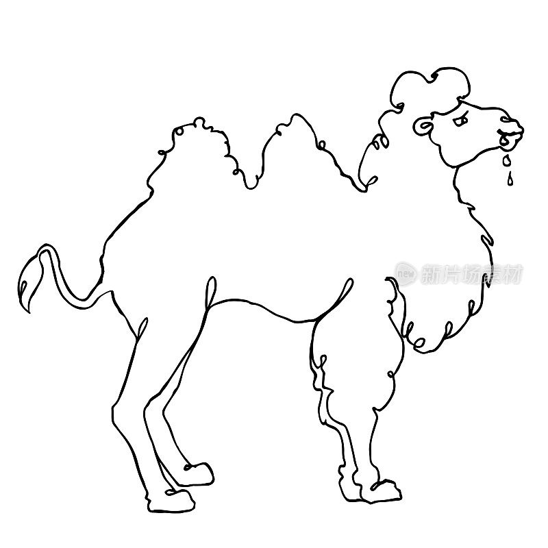 Ink line drawing of a drooling Camel.